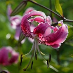 Lilium Speciosum, Lilium Speciosum Rubrum, Japanese Lilies, Showy Lilies, Red Japanese Lilies, Pink Lilies, Fragrant lilies, Lily flower, Lily Flower